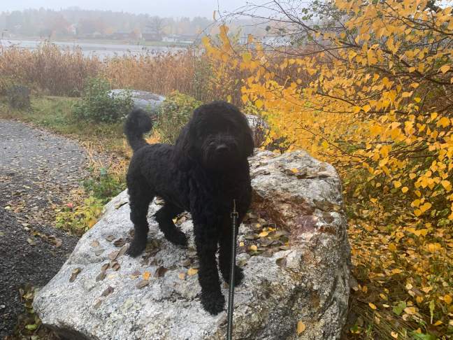 received_546273446129517